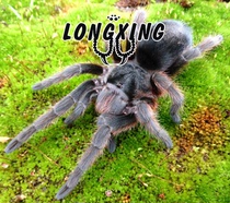 Brazilian gray smoke G genus God level variety foot show 4-6cm larval pet spider live