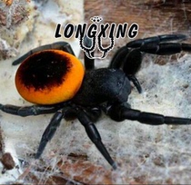 The sun long tou spider around 1cm in larval medium-sized non-Tarantula very good support docile non-toxic can get started