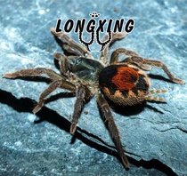 Suriname Emerald Flame tail 4-5cm very rare and docile small variety