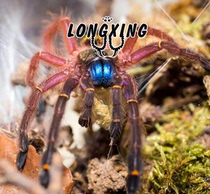 French Guiana Bluetooth bird spider foot show 2-8cm rare and beautiful pet plaything