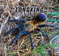 Pseudohapalopus sp Colombia Columbia Blue Leg Flame 2-5 High-end Collection