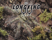 Feather-footed Babu 8-18 cm Foot Show Large Larval Pet