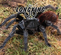 Sericopelma rubronitens Panama White Wool Giant Black 7-16CM Pet Spider Bird Catcher