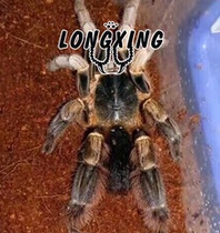 Highland elephant leg bird spider foot exhibition 2cm pet spider living body is very strong and domineering