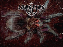 Pamphobeteus cf Insignis Columbia Purple Flower Circulating Species Foot Exhibition 3-4cm Pet