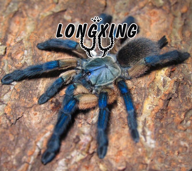 Dreamy Blue Babu Socotra Blue Babu 4-13 cm