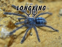 Puerto Rico Gold Powder Toe Exhibition 4-9cm Similar to Oil Pink Toe