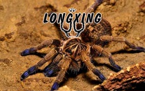 The blue footed Papua foot exhibition 6cm pet spider