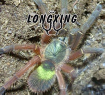 EP is an emerald skeleton foot exhibition 1 5-2cm fever Class collection rare species pet spider live