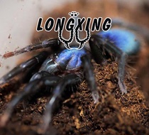 Blue Demon Ji rare variety color gorgeous foot exhibition 5cm female pet spider live
