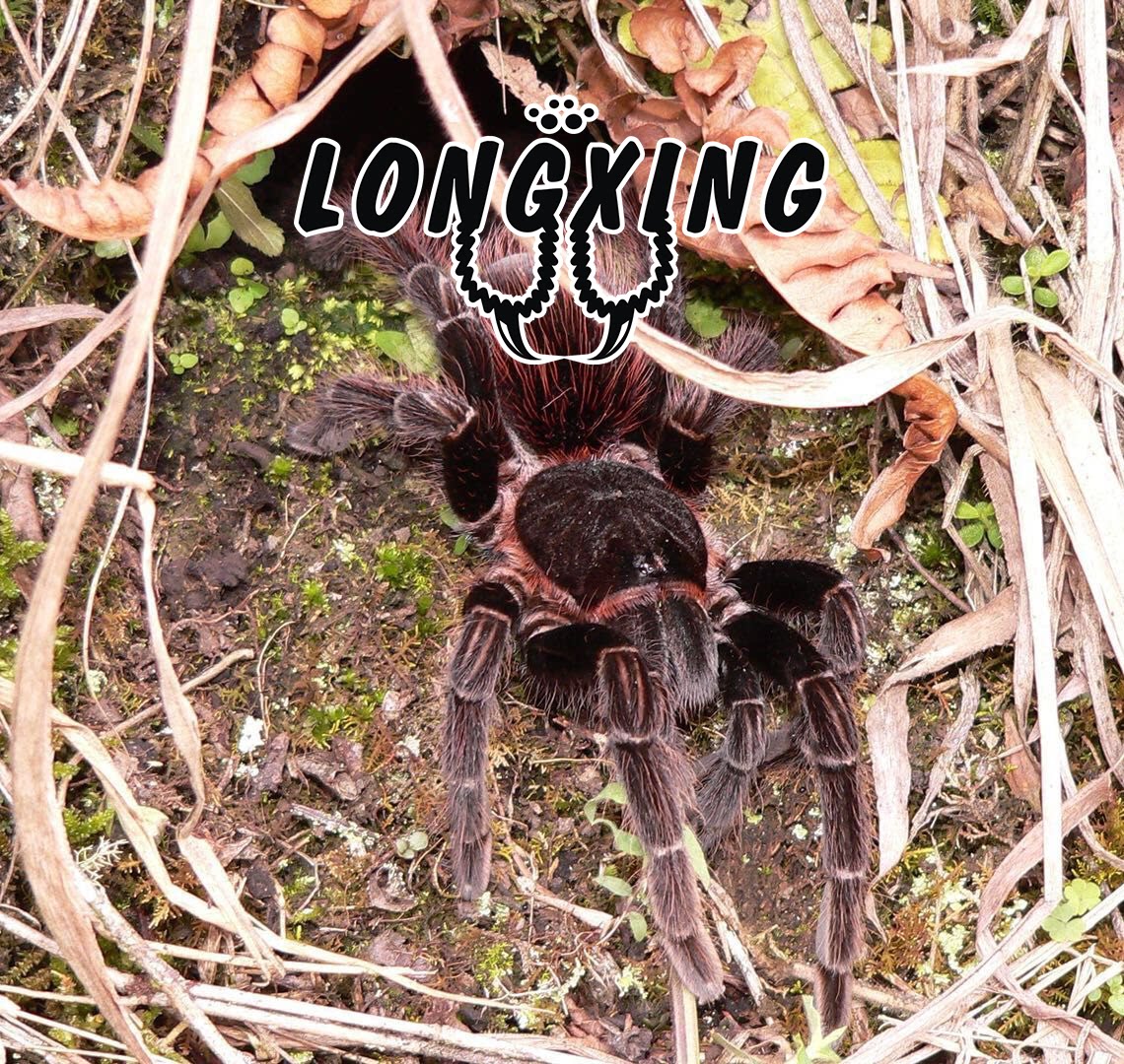 Sericopelma sp Chiriqui Chiriqui SER Genus Member Foot Spread 12-13 cm Male Female