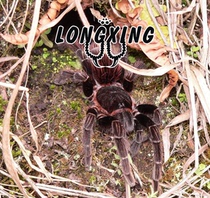 Sericopelma sp Chiriqui Member of the genus Chiriqui SER Foot exhibition 12-13 cm Male and female