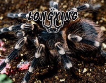 Brazilian white-knee bird-catching Tarantula Foot display 5-15 cm Adult 20 cm