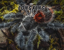 Brazilian giant red-tailed foot exhibition 3-13cm high-end collection variety pet spider live