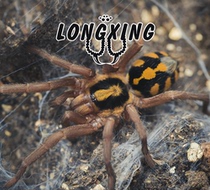 Colombia pumpkin large species foot exhibition 2-2 5cm large larvae small tarantula pet spiders in vivo