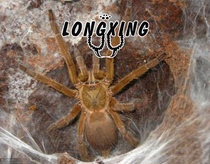 Artificial breeding of Jingzhao Ying hair 10-18cm large larvae fierce