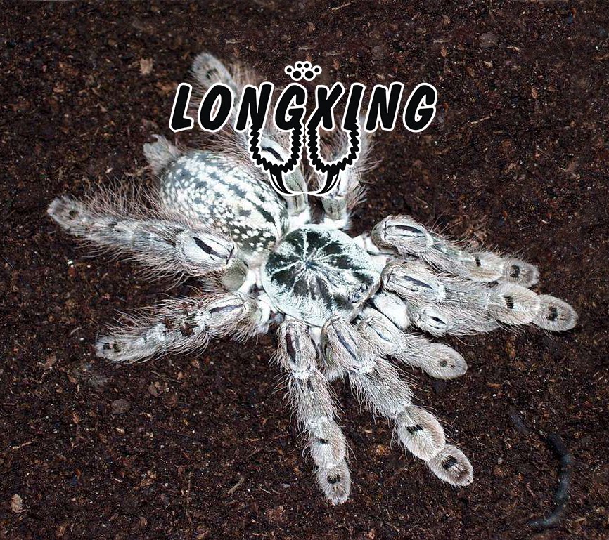 Togo Star Cluster Babu Bird-eating Spider-foot Exhibition 3-14 cm Pet