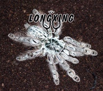 Togo Star Cluster Babu Bird-eating Spider Foot Exhibition 3-14 cm Pet