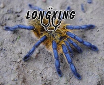 Harpactira pulchripes South African Blue Leg Bab Foot Exhibition 3-6cm Pet