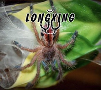 I belong to the Brazilian color tree belongs to the Brazilian yellow tree foot exhibition 6cm mother rare high-end variety