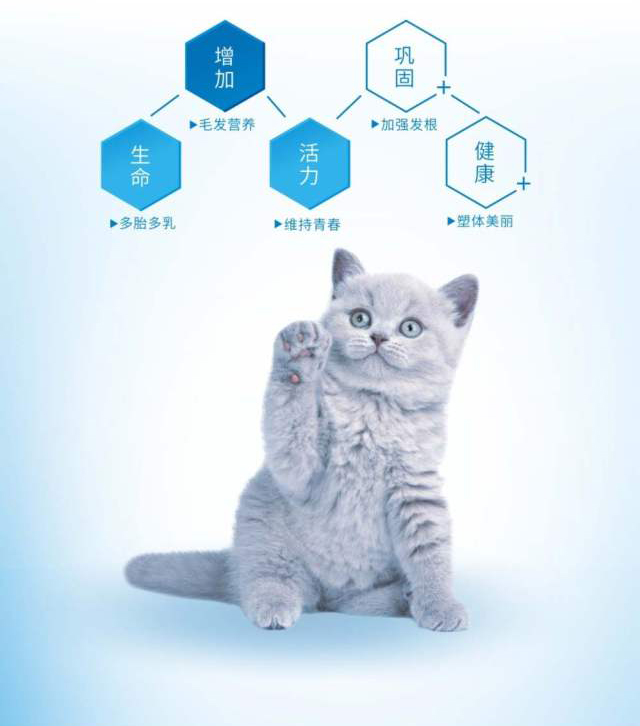 Cheershare thưởng thức sản phẩm tuyệt vời lecithin hạt rắn vật nuôi dinh dưỡng sức khỏe sản phẩm chó mèo 300g - Cat / Dog Health bổ sung Sữa dành cho chó trưởng thành