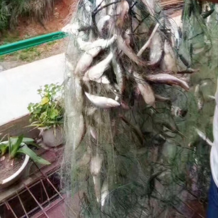 Single-layer fishing net 1 finger 1 5 finger 3 finger 4 finger 5 finger 6 finger-8 finger white bar Crucian carp silver carp grass carp fishing net