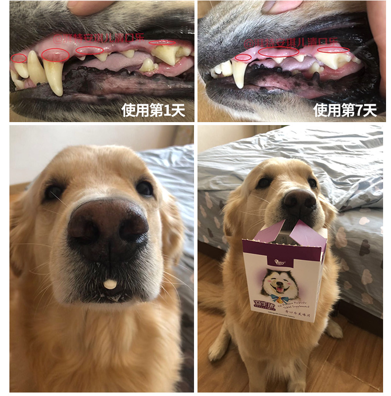 Pet chó mèo súng hôi miệng probiotic tiêu chảy khó tiêu hóa và nôn tartar - Cat / Dog Medical Supplies Dụng cụ thú y giá sỉ