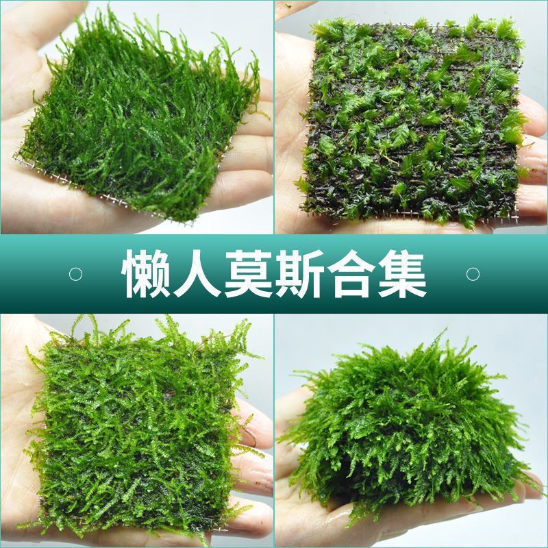 Moss Aquatic Plants for Aquarium Landscaping, Fresh Moss Sheets, Bulk Moss Tree Balls, Driftwood, Large Triangular Hanging Moss