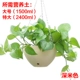 Dark Beige [Pot+Net+Plugs+Chain]