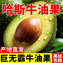 Yunnan Hass avocado first-class large fruit fresh fruit domestic tree ripe ready-to-eat avocados whole box 12