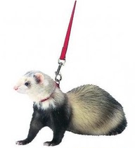 (Rabbit Forest)Marcelle Ferret traction rope Slip mink rope(red blue and black) color random hair