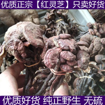 Tibetan wild bamboo lingzhi long neck lingzhi Phnom Penh Lucid Lucid Lucid and Lucid Lucid and Lucid Lucid and Lucid Lingzhi 250 gr