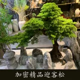 Высокое моделирование по индивидуальному моделированию Добро пожаловать в кедр