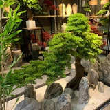 Высокое моделирование по индивидуальному моделированию Добро пожаловать в кедр