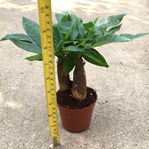 Three-pole fortune tree potted Backgammon fortune Jasper plant Indoor living room desktop small flowers purify the air