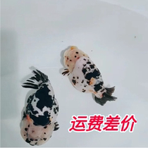  Special link to make up the difference in shipping costs