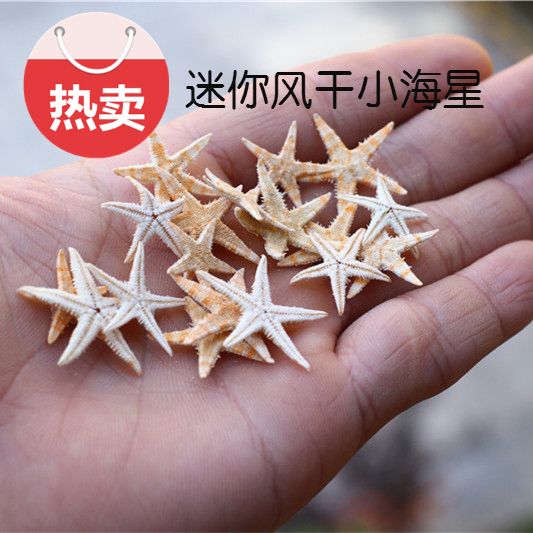 Best selling DIY handmade natural mini starfish shell conch marine series glue drop hanging jewelry material landscaping