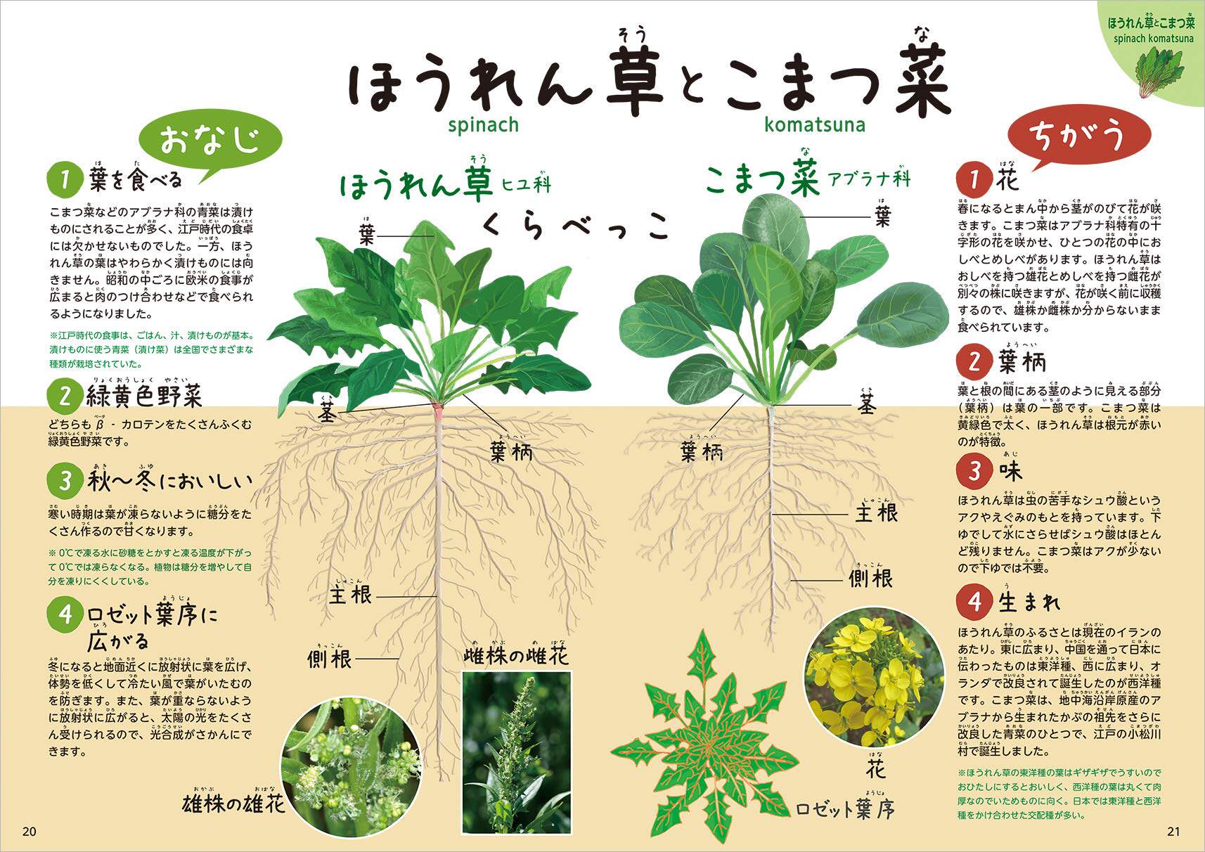现货 深图日文 野菜の教え秋 冬編秋季 冬季蔬菜教学食谱料理群羊社日本原装进口书籍正版