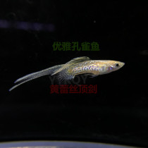 Guppies guppies live purebred ornamental fish yellow lace top sword guppies tropical Fry Live