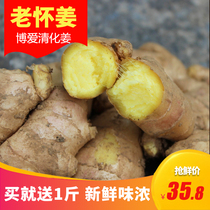 Henan Boai old ginger fresh Qinghuai ginger 3kg small turmeric ginger farm women ginger sugar ginger cream ginger jujube tea