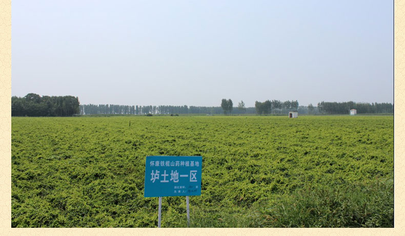 温县正宗垆土地铁棍山药，河南铁棍山药专卖店