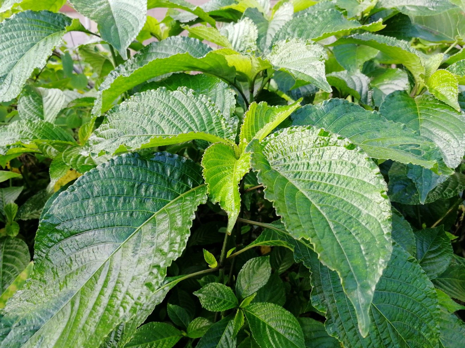 马来西亚黑面将军种苗马兰地毯草树苗大叶蛇草种苗化石草苗黑将军