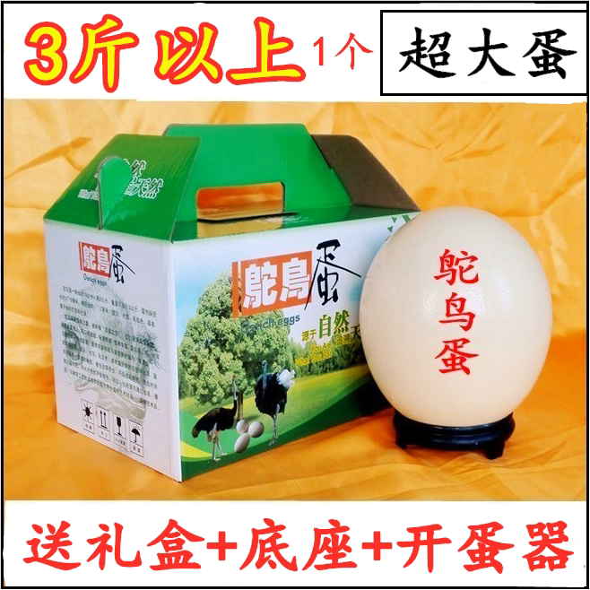 Fresh ostrich eggs extra large 3 catties giant African dinosaur eggs emu eggs ostrich eggs edible