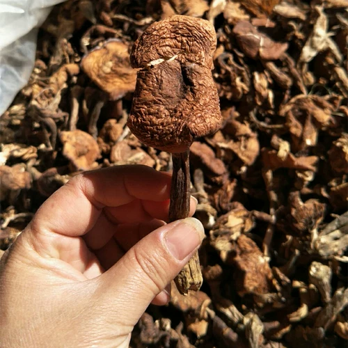 Harl Mushroom Новые товары чистые северо -восточные дикие грибы Daxinganling Хейзел Гриб 500G Натуральные лучи шиитаке грибы бесплатная доставка