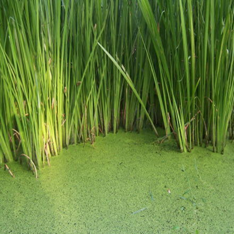 Farmhouse Now Dig Foul pugen Fresh mud Calamus White white Calamus Grass Chinese Herbal Medicine 500 gr