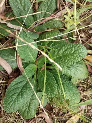Fresh clam grass wild whole grass wild Chinese herbal medicine toad grass litchi grass frog grass