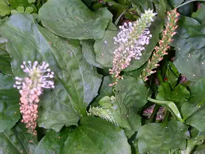 Authentic farm wild plantain Fresh freshly dug plantain whole grass 500g Chinese herbal medicine