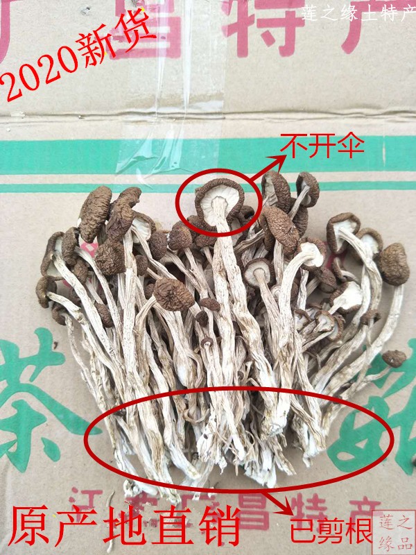 In 2021, Jiangxi Guangchang tea tree mushroom cut roots without opening an umbrella farm produces its own cut dried tea tree mushroom dried goods 500g