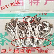 2021 Jiangxi Guangchang tea tree mushroom cut root not open umbrella farm self-produced cut foot dried tea tree mushroom dry goods 500g