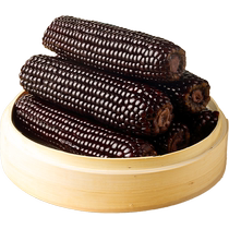 Impressions of the Past: Organic Black Corn Fresh Black Waxy Corn on the Cob Sweet and Sticky Ready-to-eat Northeastern Breakfast Yellow Rice